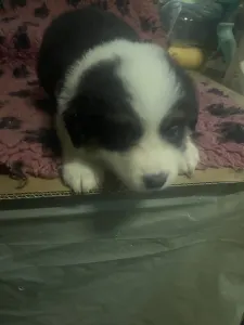 Border Collie - Tricolor Szuka