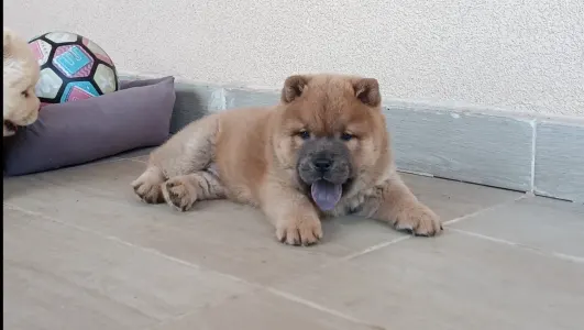 Chow Chow - La Casa De Chow Klaudius