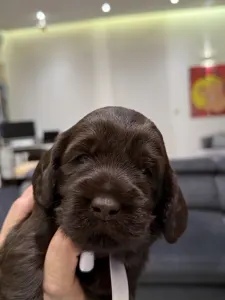 Labradoodle - Liberty