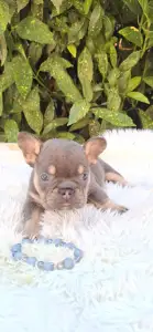 Bulldog francese - Donnie