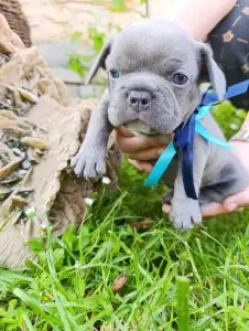Francia bulldog - Neo