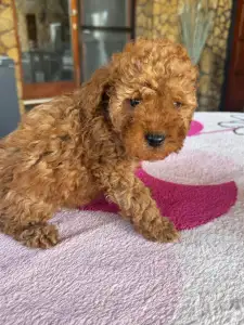 Poodle Miniature - Bodza