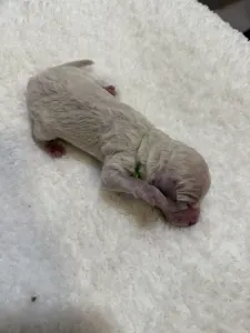 Poodle Standard - White Boy