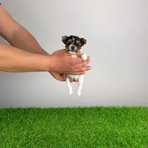 Biewer Terrier - Rinty