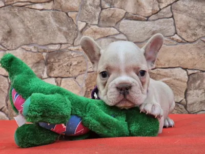 French Bulldog - Dante