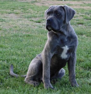 Cane Corso Italiano - Romyna