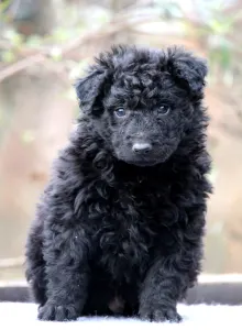 Mudi - Pörgelóci Spuri