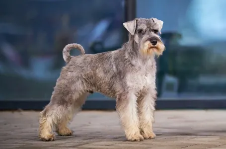 Zwergschnauzer - Kicsijo