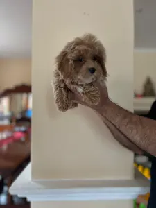 Maltipoo - Maltipoo Toy Karla