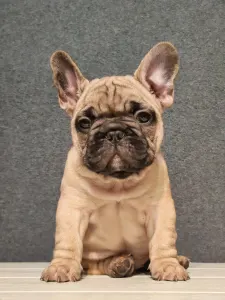 Bulldog francez - Elmo