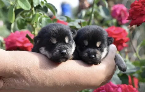 Shiba - Bravados Jimonjiro