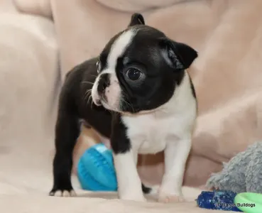 Boston Terrier - Ceasar Onhold