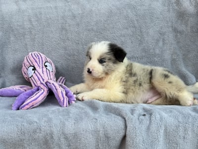 Border Koli - Slate Merle Boy