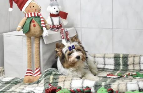 Biewer Terrier - Quartz