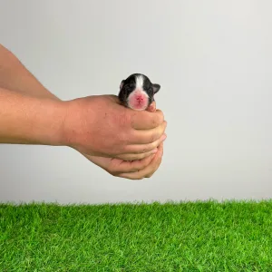 Ausztrál juhászkutya - Cash