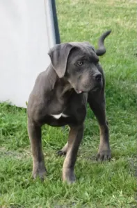 Cane corso - Ralph