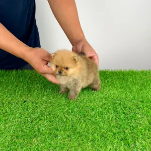 Pomeranian - Tommy