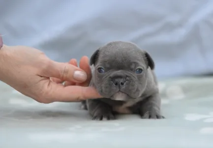 French Bulldog - Magnus