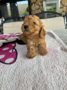 Poodle Miniature - Milla