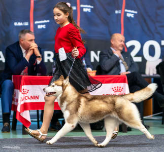 Sibiřský husky - Polar Moonlights