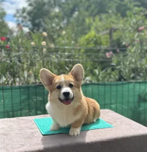 Welsh Corgi Pembroke - Astor Victory Crown Of Your Brilliand Diamond