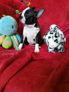 Boston Terrier - Édy