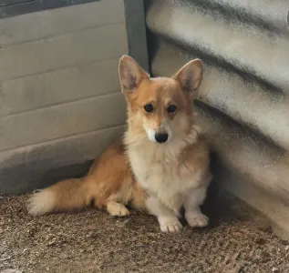 Welsh Corgi Pembroke - Botond