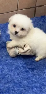 Coton de Tulear - Blanca