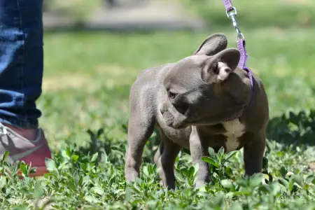 Francia bulldog - Málna