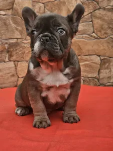 Französische Bulldogge - Dante