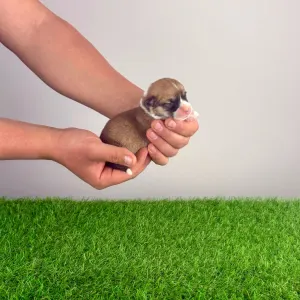 Pembroke Welsh Corgi - Yenka