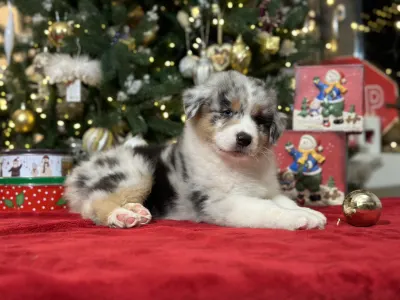 Australian Shepherd - Budnat Aussies