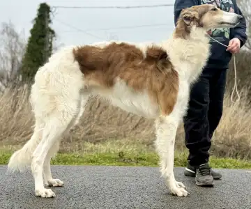 Barsoi - Carskiy Favorit Virazh