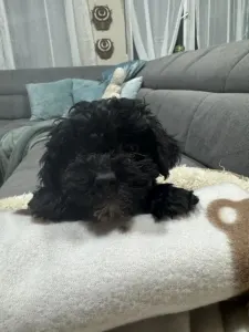 Poodle Miniature - Chloe