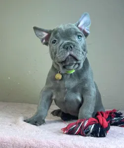 French Bulldog - Timo