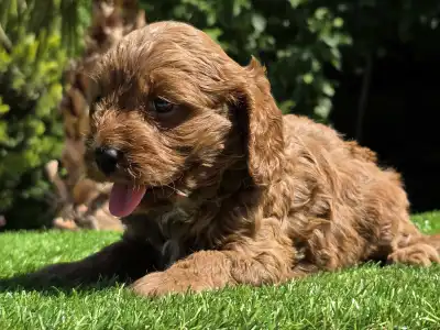 Cavapoo - Redjohn