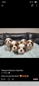 Cavalier King Charles Spaniel - Earl