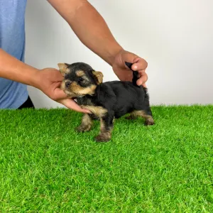 Yorkshire Terrier - Wolke