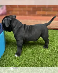 l'American Bully - Standard - Rowanberry