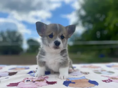 Pembroke Welsh Corgi - Columbus