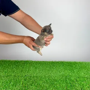 Chihuahua - Ossy
