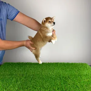 Shiba Inu - Mata