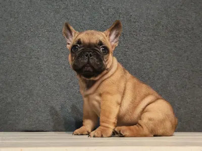 Bulldog francez - E. T.