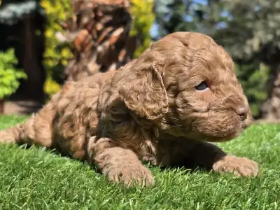 Cavapoo - Jam