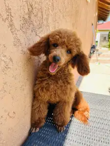 Caniche Nain - Samu