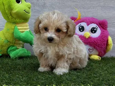 Maltipoo - Polly