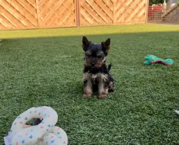 Yorkshire Terrier - Zora