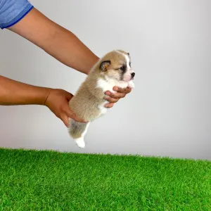Welsh Corgi Pembroke - Dini