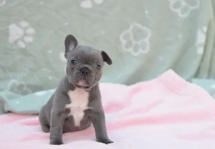 Francouzský buldoček - Milady