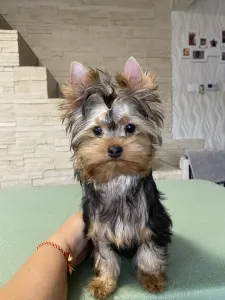 Yorkshire Terrier - Viego